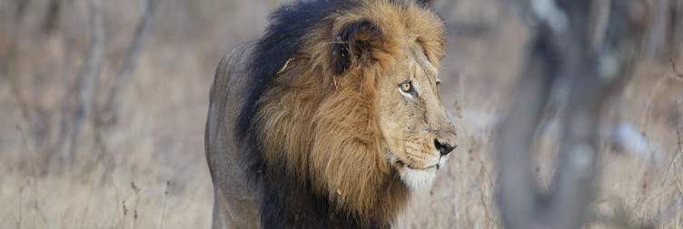 Kapama Private Game Reserve