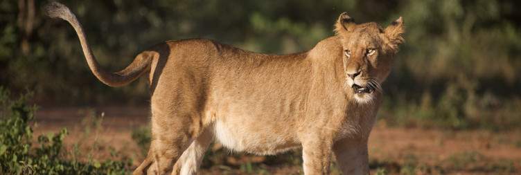 Welcome and Scenic Safari Excursion