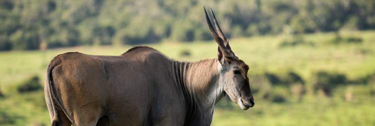 4-Day Eastern Cape Safari with Kariega Ukhozi Lodge