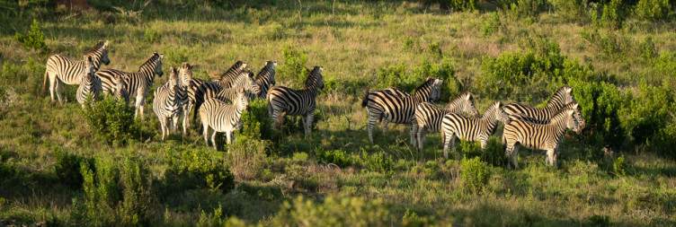 Kariega Game Reserve