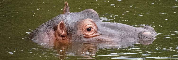 Kariega Game Reserve