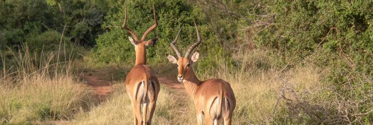 Arrival at Kariega Main Lodge