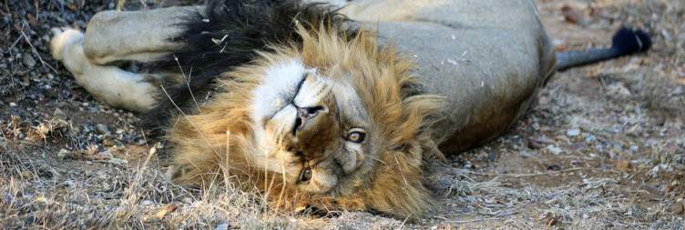 3-Day Kruger - Chisomo Safari Camp
