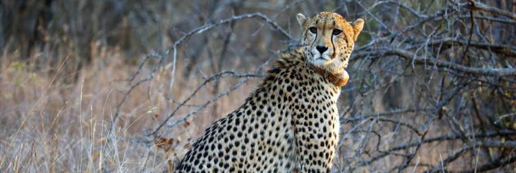 Sunrise and Sunset Safaris