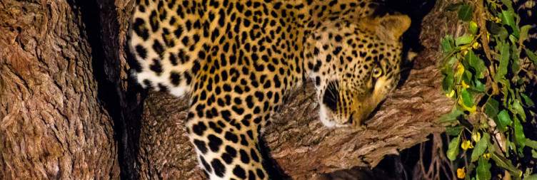 Karongwe Private Game Reserve