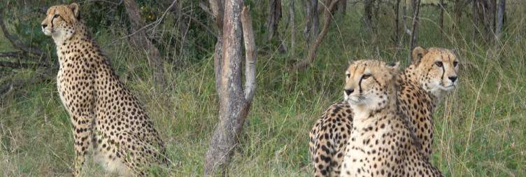 Karongwe Private Game Reserve to Johannesburg