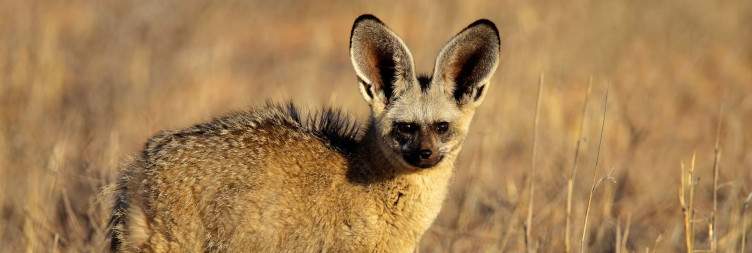Arrive in Upington, meet your guide and drive in convoy to the Kgalagadi Transfrontier Park