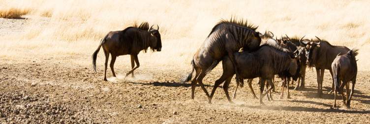 Explore the Kgalagadi around the Twee Rivieren Camp