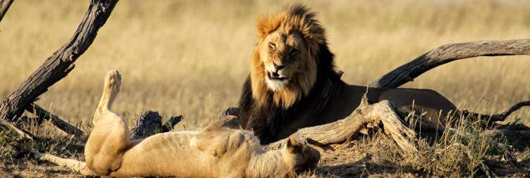Explore the Kgalagadi around the Twee Rivieren Camp