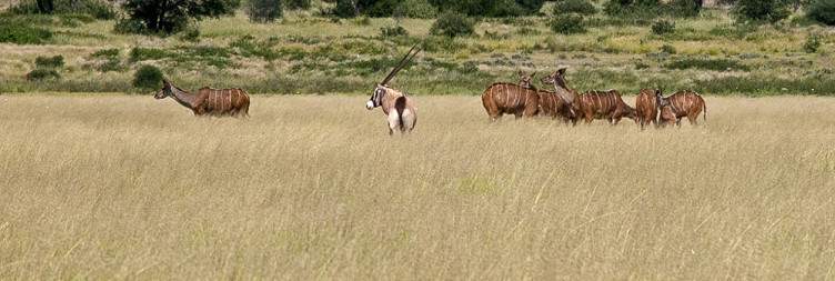 Arrive in Upington, meet your guide and drive in convoy to the Kgalagadi Transfrontier Park