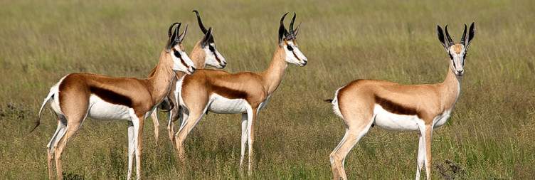 Explore the Kgalagadi around the Twee Rivieren Camp