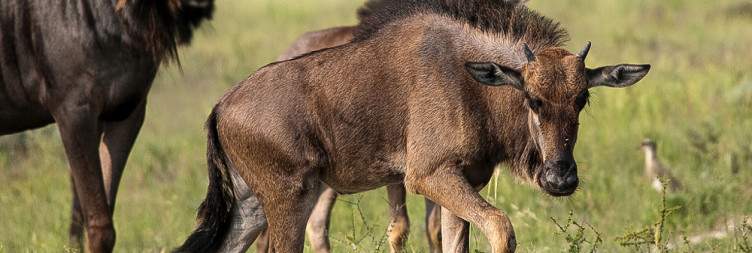 Arrive in Upington, meet your guide and drive in convoy to the Kgalagadi Transfrontier Park