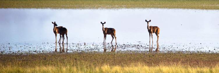 Explore the Kgalagadi around the Twee Rivieren Camp