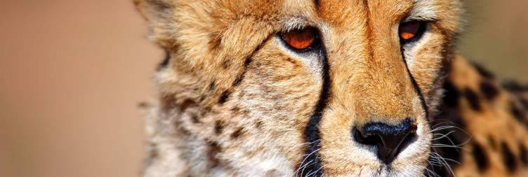 Explore the Kgalagadi around the Twee Rivieren Camp