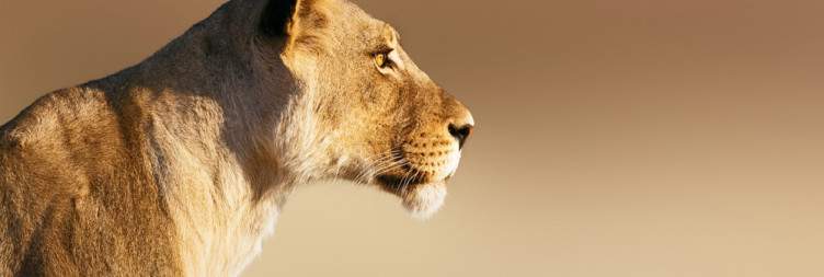 Explore the Kgalagadi around the Twee Rivieren Camp