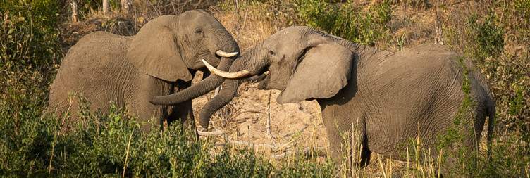 A Big Five Safari