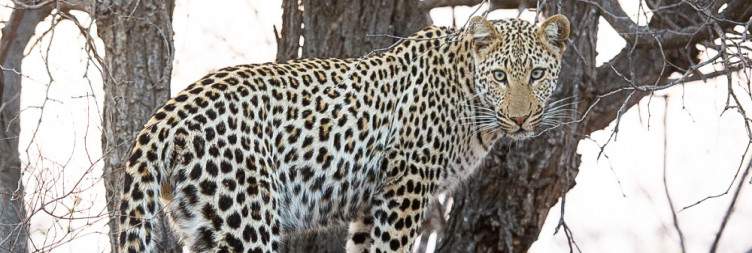 Simbavati Camp George, Klaserie Private Nature Reserve, South Africa
