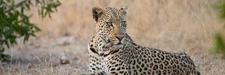 Klaserie Game Reserve - Hoedspruit