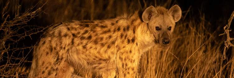 Scenic Bush Transfer to Simbavati Camp George