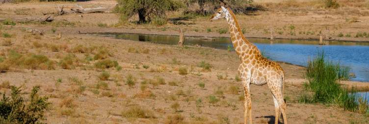Safari - Bush Rhythms and Wildlife Encounters