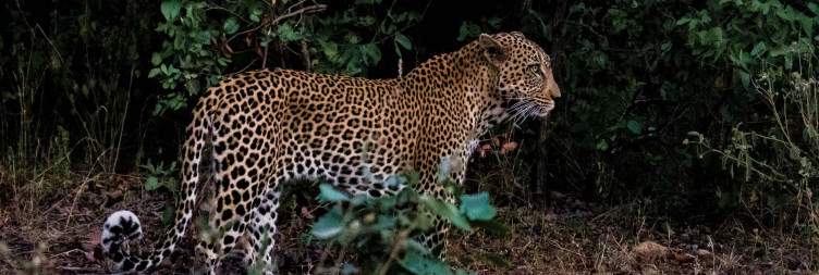 Safari – Into the Bush