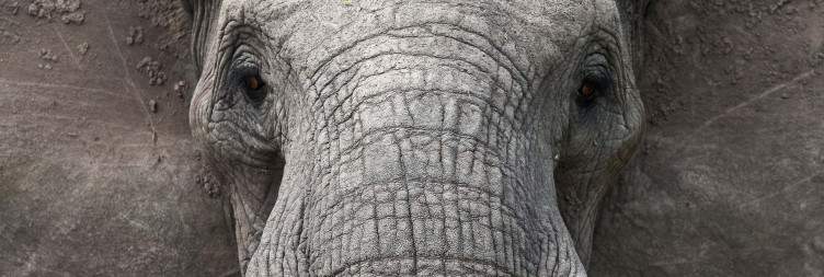 Kruger National Park - Central Kruger