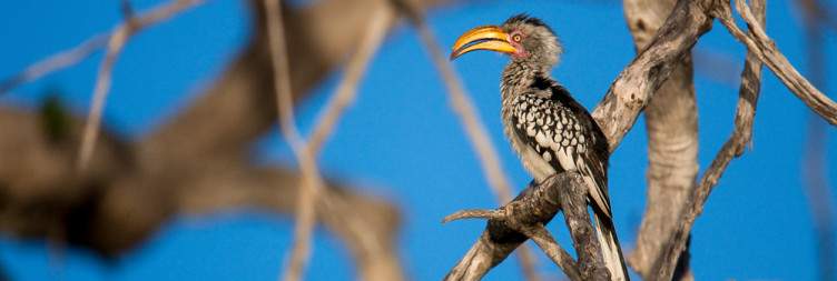 Sunrise Safari or Panorama Route Tour