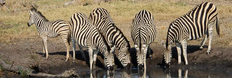 Sunrise Safari & Farewell to the Bush