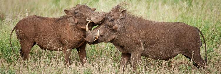 Kruger National Park Safari