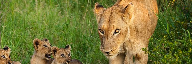 Kruger National Park