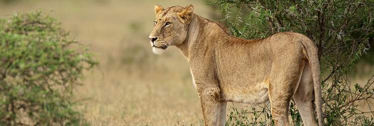 Kruger Park Game Viewing