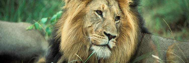 Full-day Kruger National Park Safari