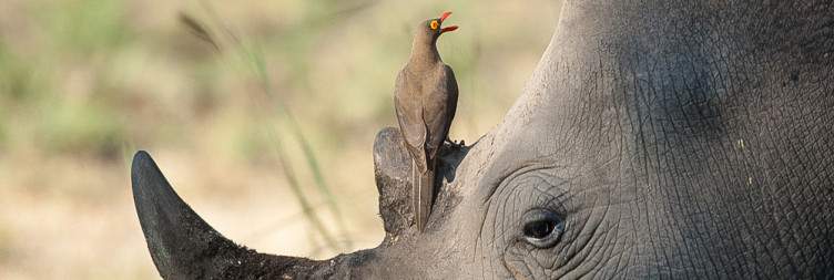 Arrival in Kruger National Park