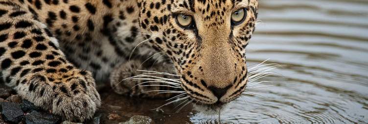 Johannesburg to Sekekama Tented Camp