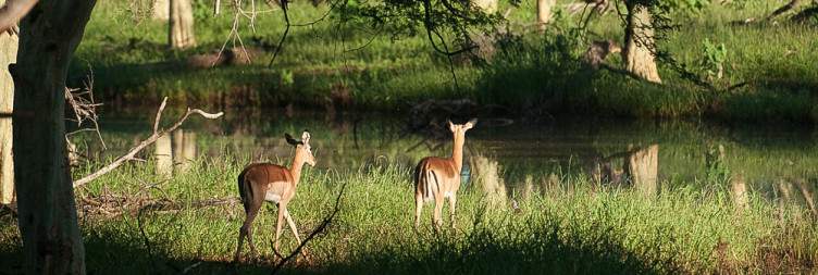 7-Day Tlou Pilanesberg & Kruger Glamping Safari