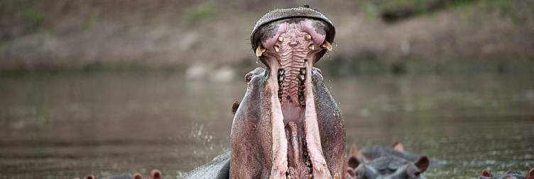4-Day Manyeleti Ndzhaka Tented Camp Safari