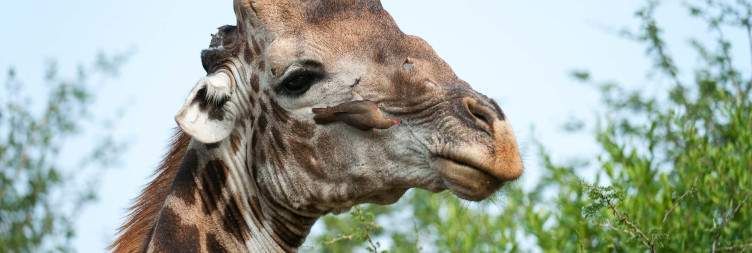 OR Tambo to Dumela Tented Camp