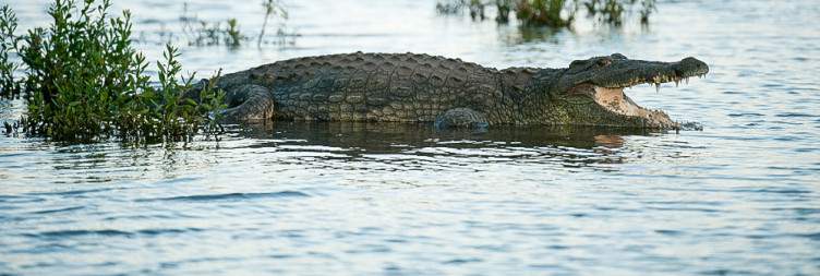 Kruger National Park (Berg en Dal Rest Camp)