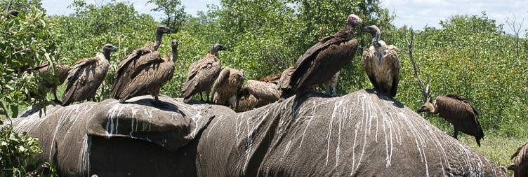 Kruger National Park (Satara to Letaba Rest Camp)