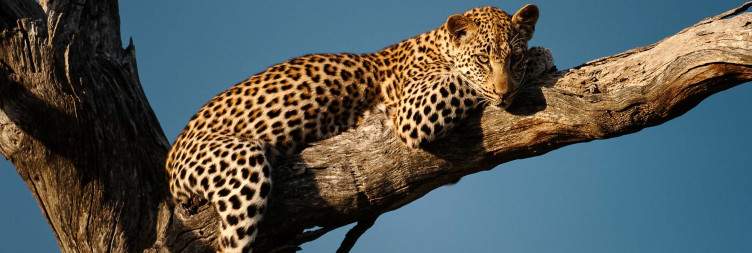 Full-Day in Kruger National Park