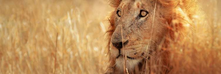 Kruger National Park (Skukuza Rest Camp)