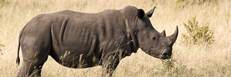 4-Day Kruger & Sabi Sand Rustic Safari Camp