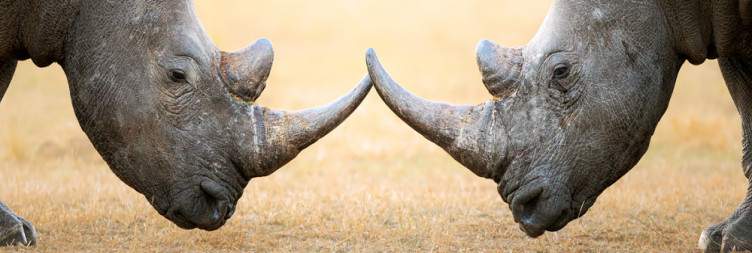 Kruger National Park (Satara Rest Camp)