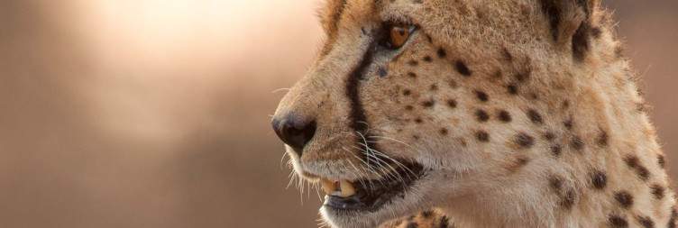 Full Day Kruger National Park
