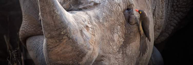 Johannesburg to Sekekama Tented Camp