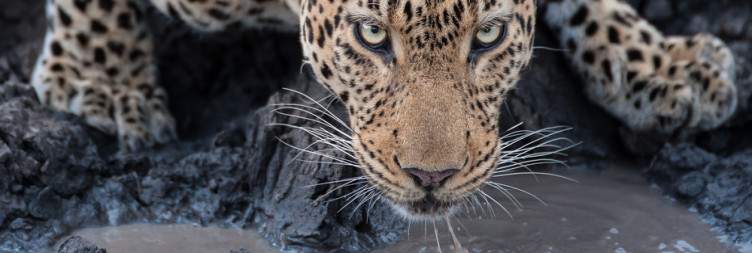 Full Day Guided Kruger Park Safari