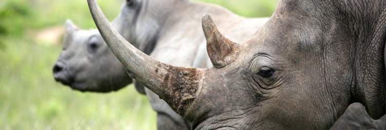 Kruger National Park