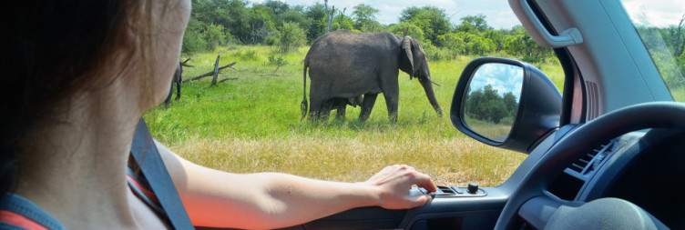 Full-Day Safari – Deep into the Wild