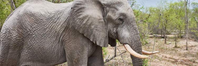Cape Town to Kruger National Park