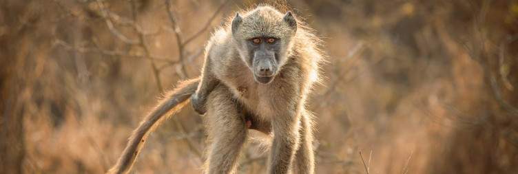 Full-day Kruger National Park Adventure